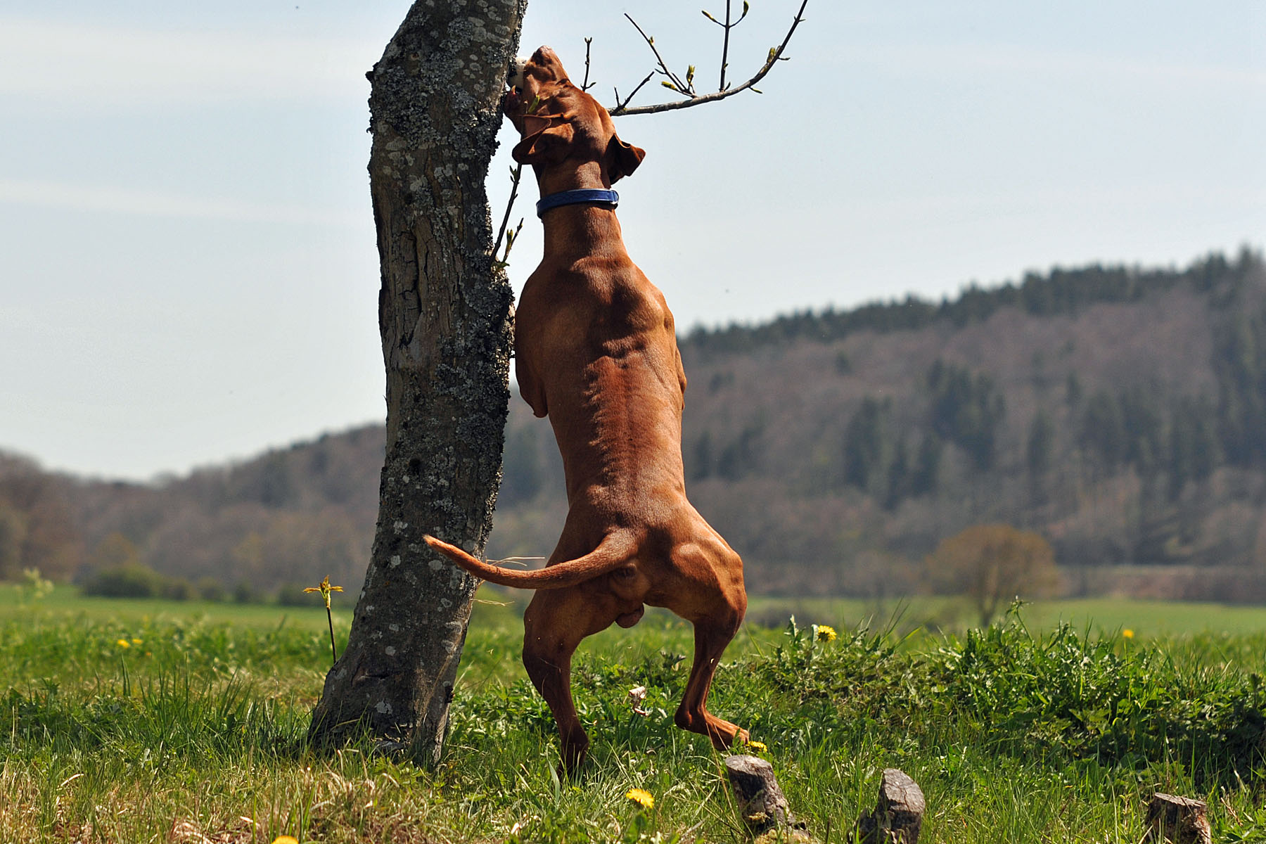 Magyar Vizsla Sammy sucht